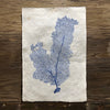 Tall Sea Fan (Amate Perla)