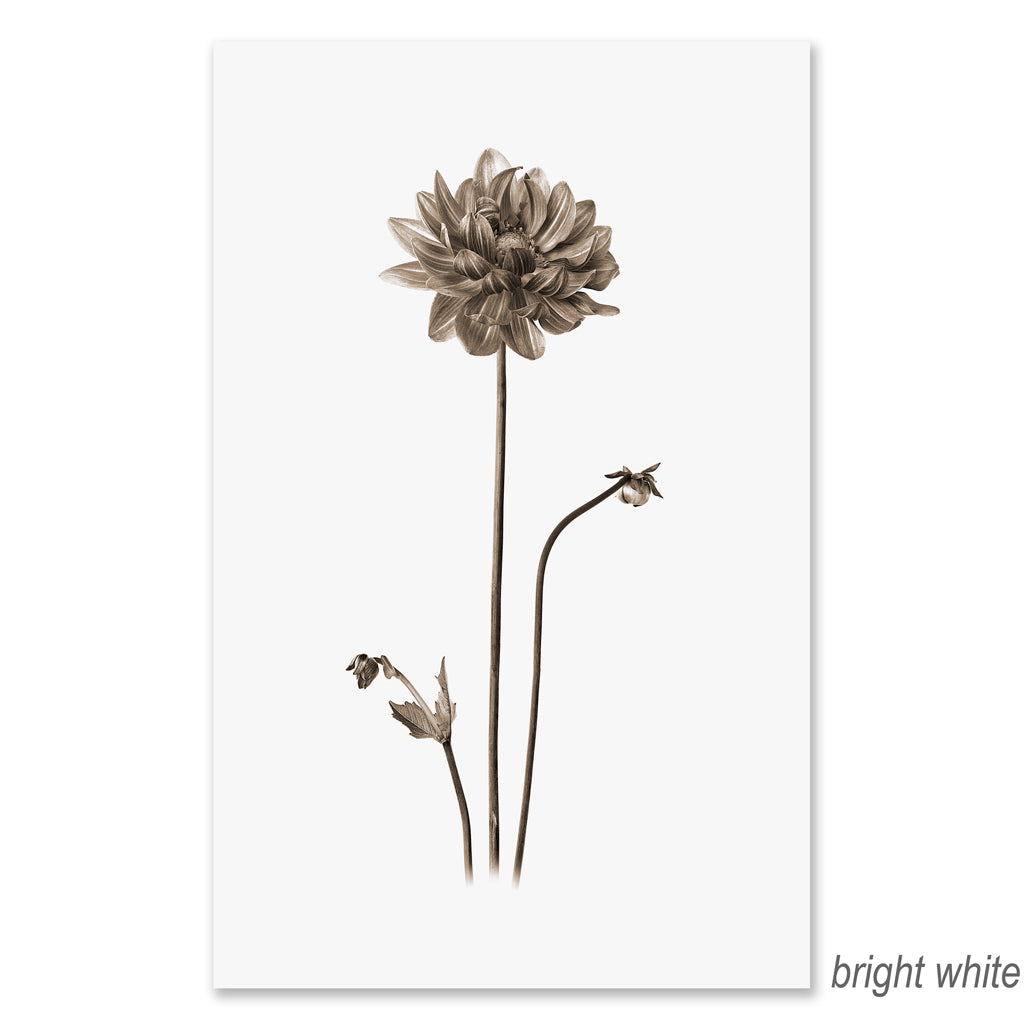 Single Dahlia grand format