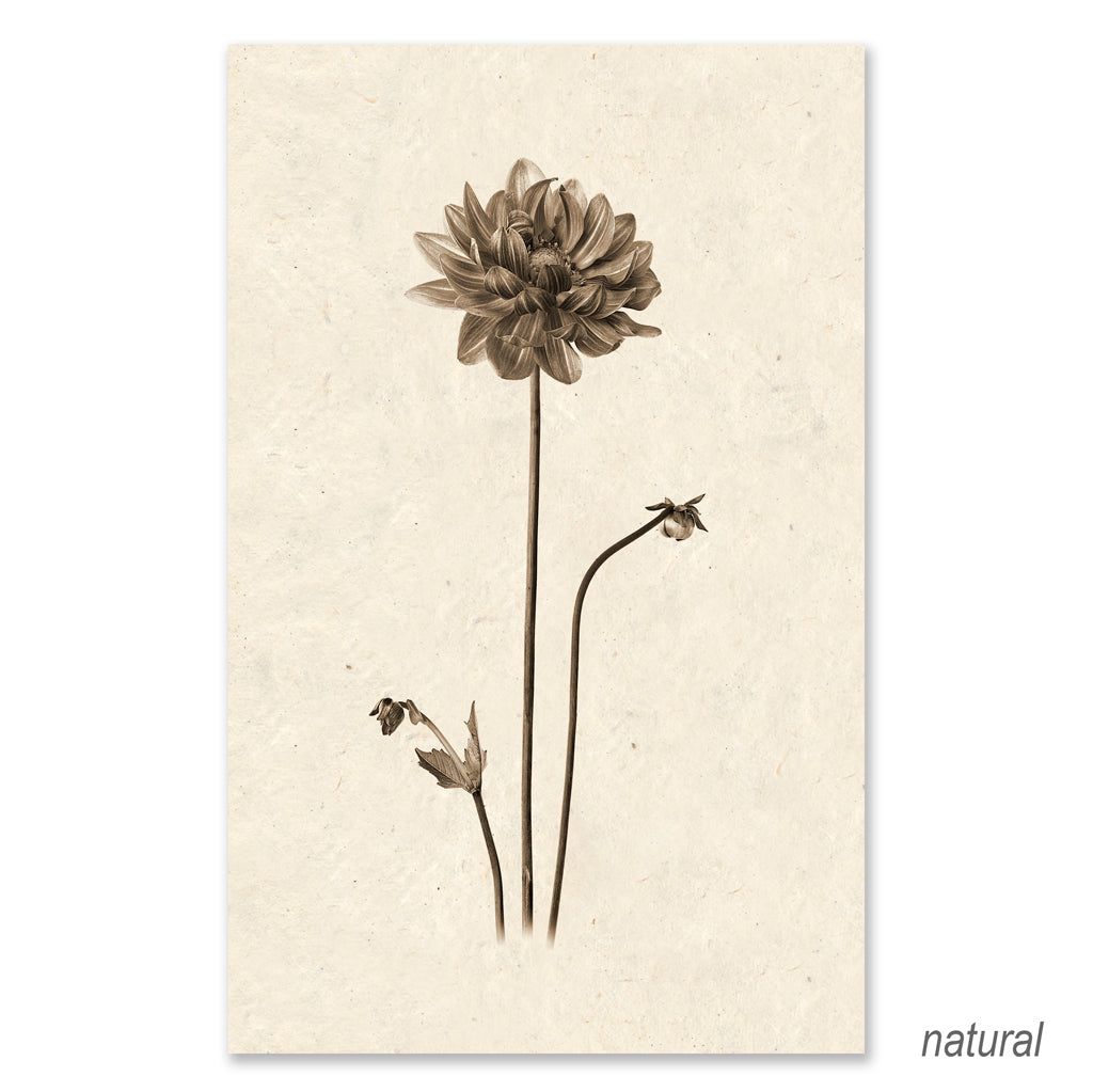 Single Dahlia grand format