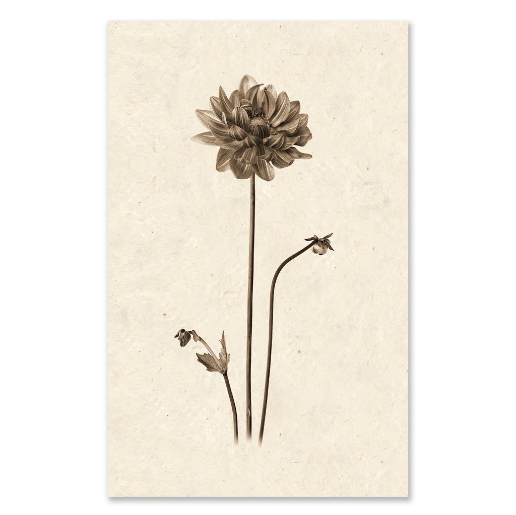 Single Dahlia grand format