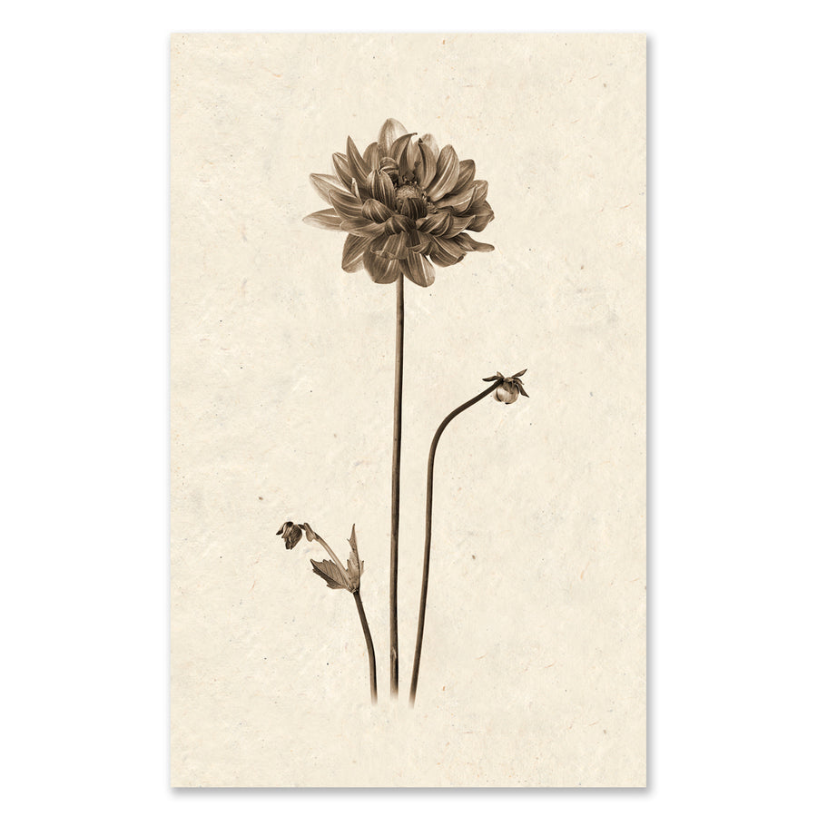 Single Dahlia grand format