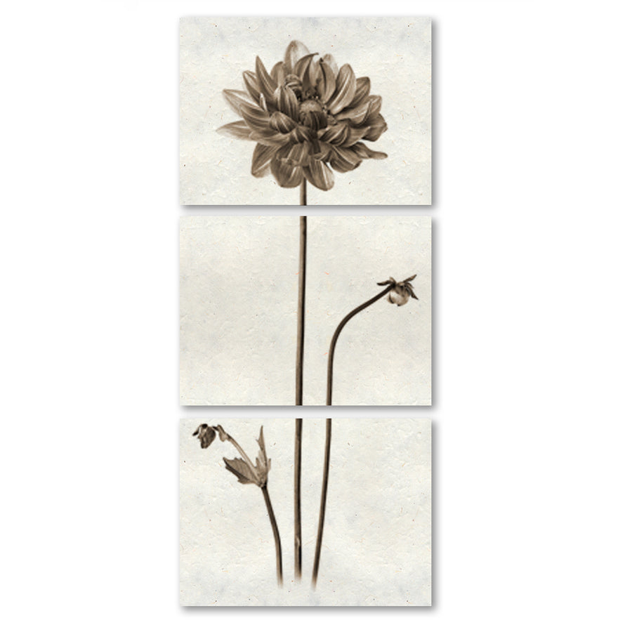 Single Dahlia Trilogy