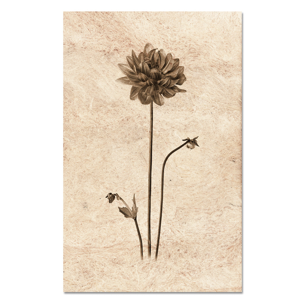 Kozo Amate From The Garden