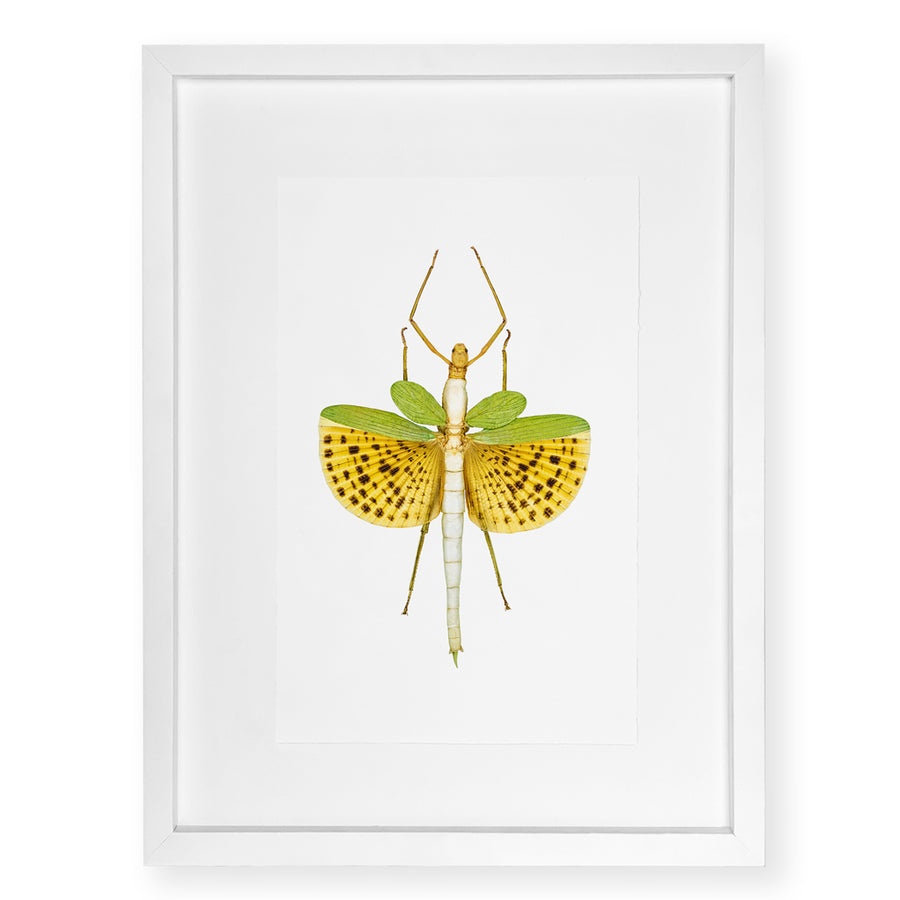 Spotted Stick Bug - standard (20x30) / English watercolor / white on white shadowbox