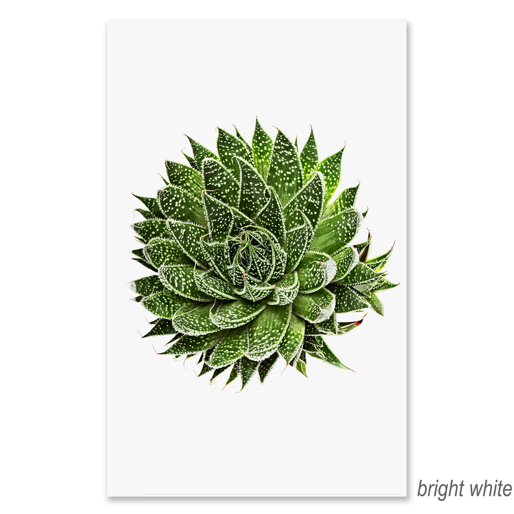 Succulent #10 grand format