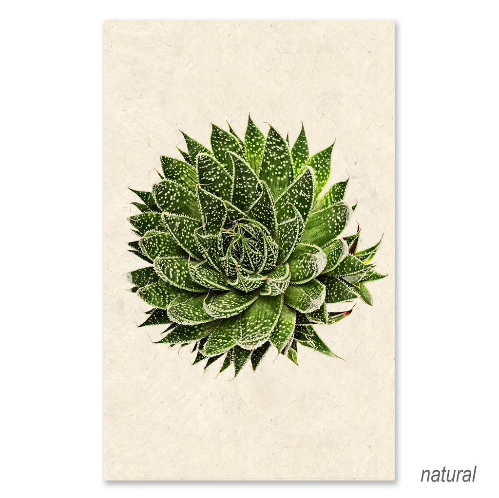 Succulent #10 grand format