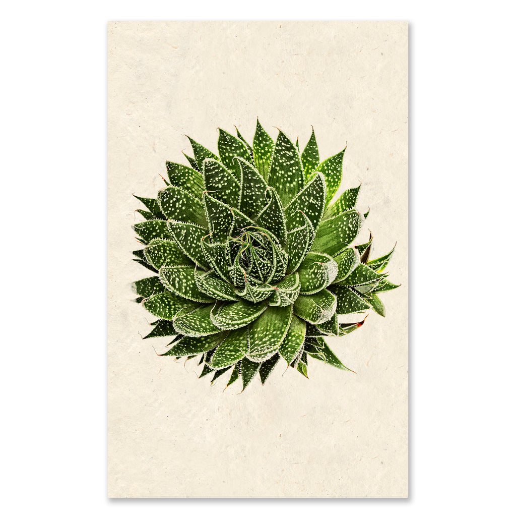 Succulent #10 grand format