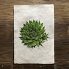 Succulent #10 (Amate Perla)