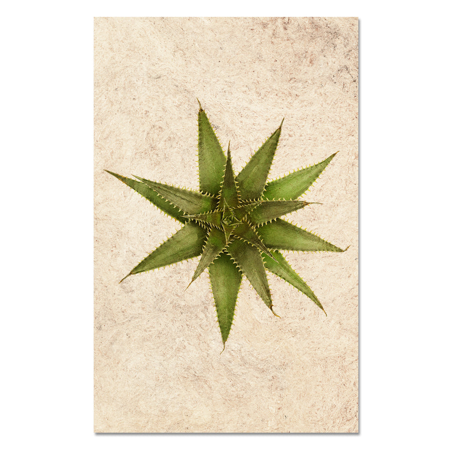 Succulent #11 (Dyckia Dawsonii)