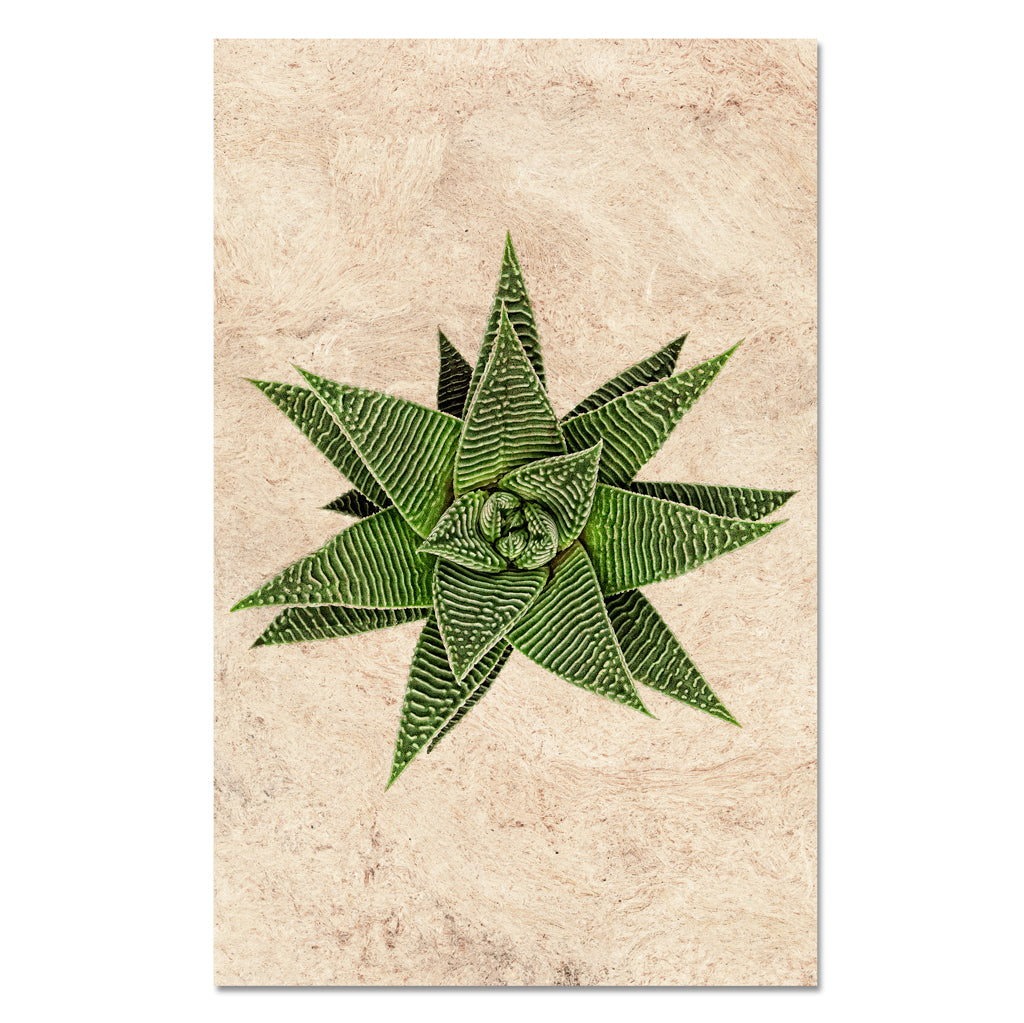 Succulent #12 (Haworthia Wondera Miami)