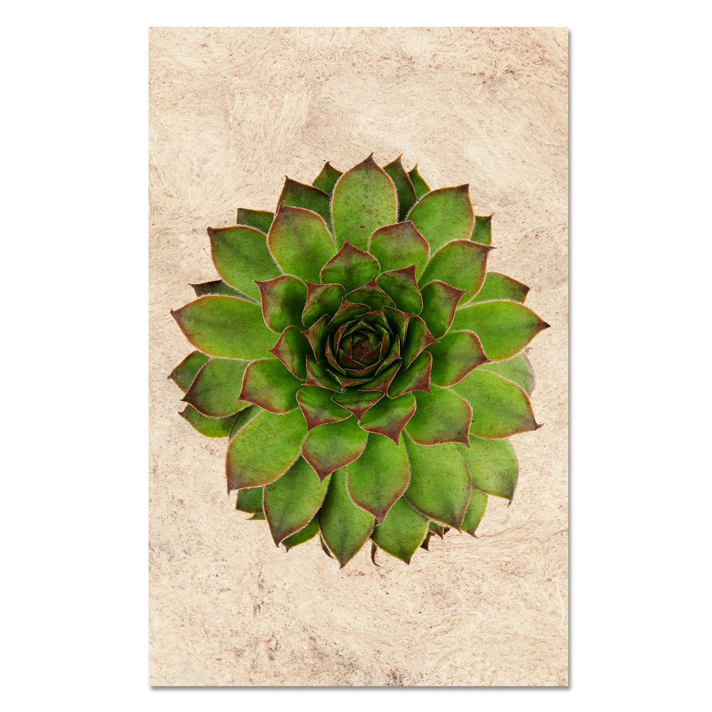 Succulent #2 (S. Mahogany)