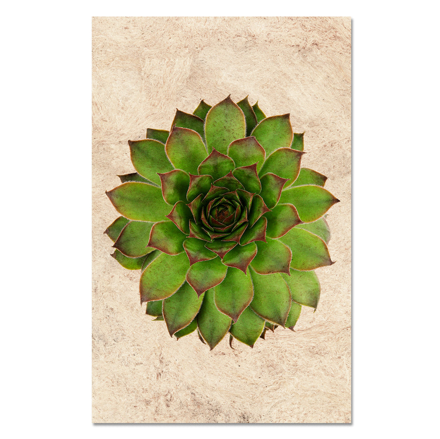 Succulent #2 (S. Mahogany)