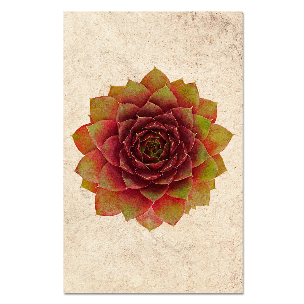 Succulent #3 (S. Jungle Fire)