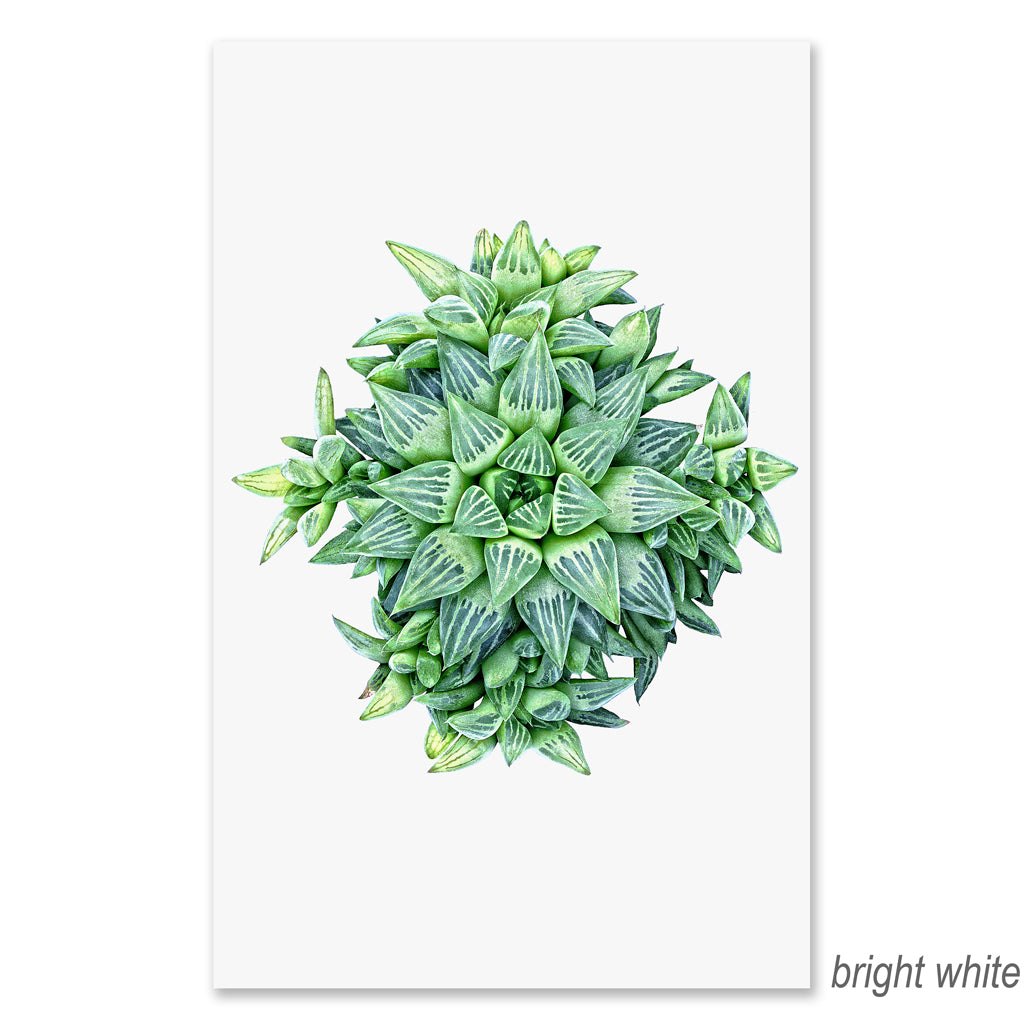 Succulent #4 grand format