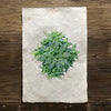 Succulent #4 (Amate Perla)