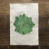 Succulent #5 (Amate Perla)
