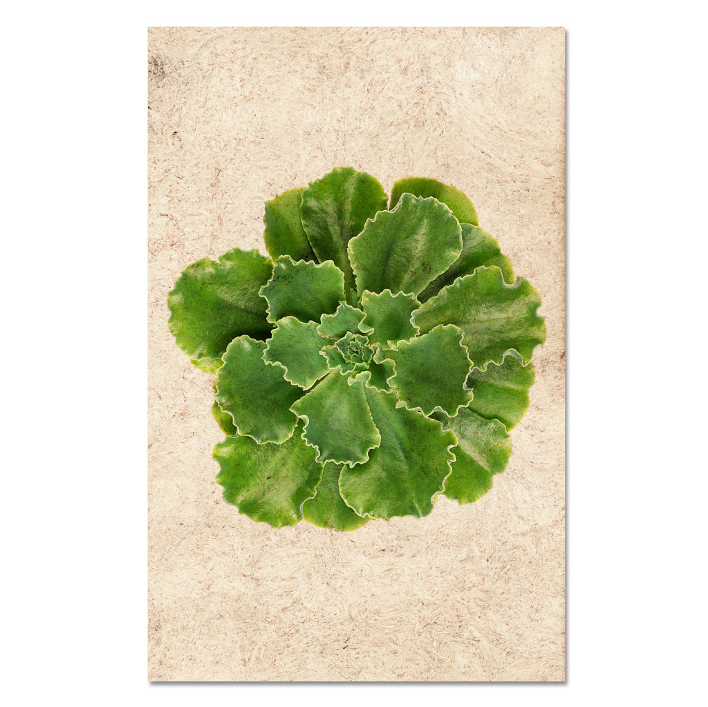 Succulent #6 (E. Blue Curls)