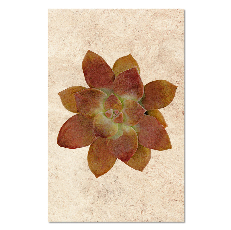 Succulent #7 (Graptopetalum)