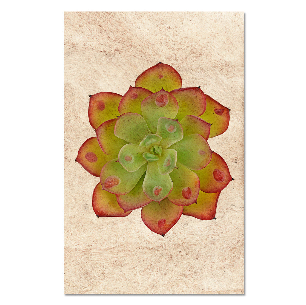 Succulent #8 (E. Raindrop)