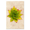 Succulent #9 (E. Agavoides Morgain)