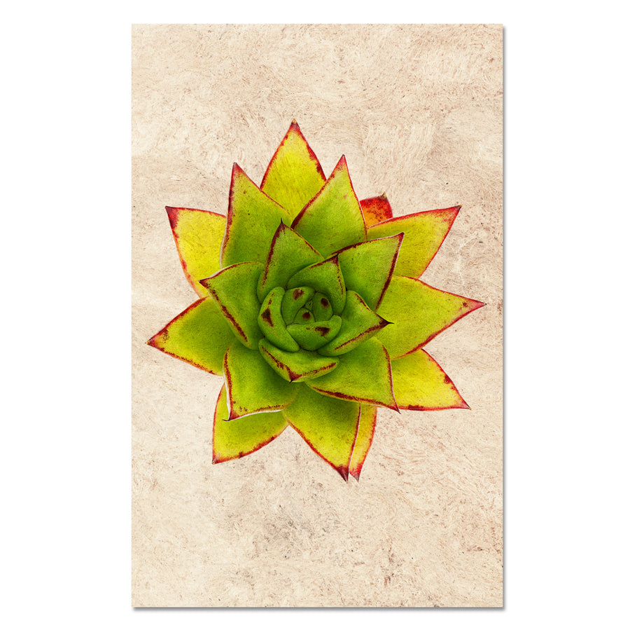 Succulent #9 (E. Agavoides Morgain)