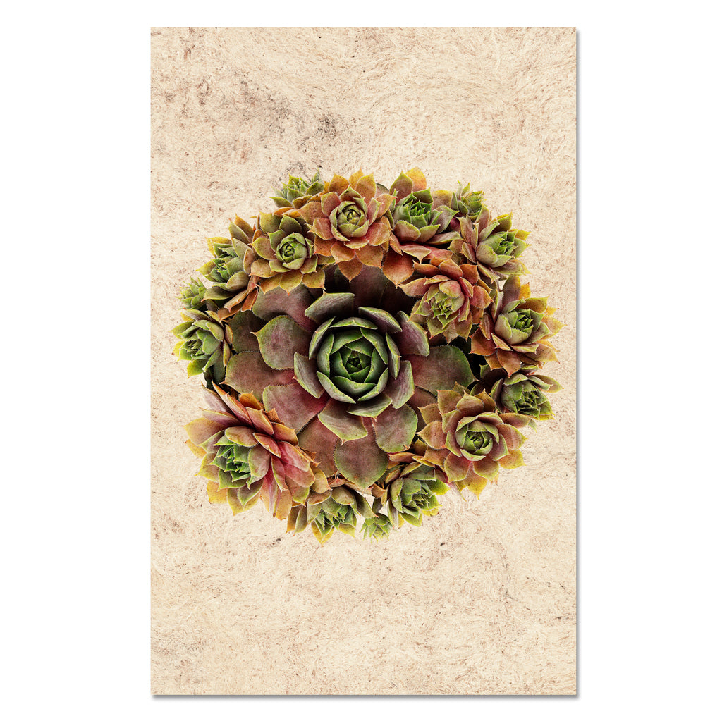 Succulent #1 (S. Pupureum)