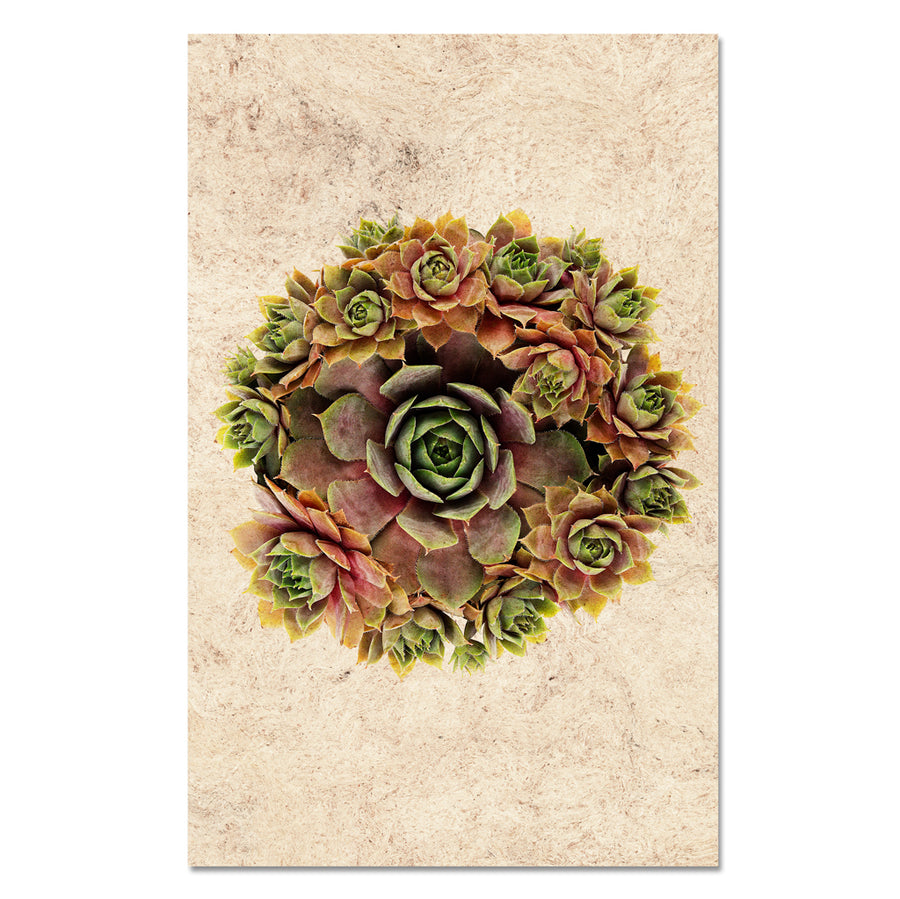 Succulent #1 (S. Pupureum)