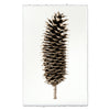 Sugar Pine Cone