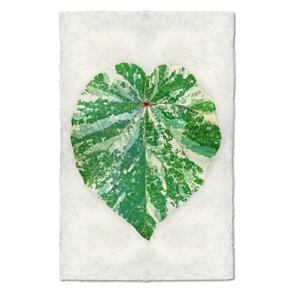 Tropical Leaf #1
