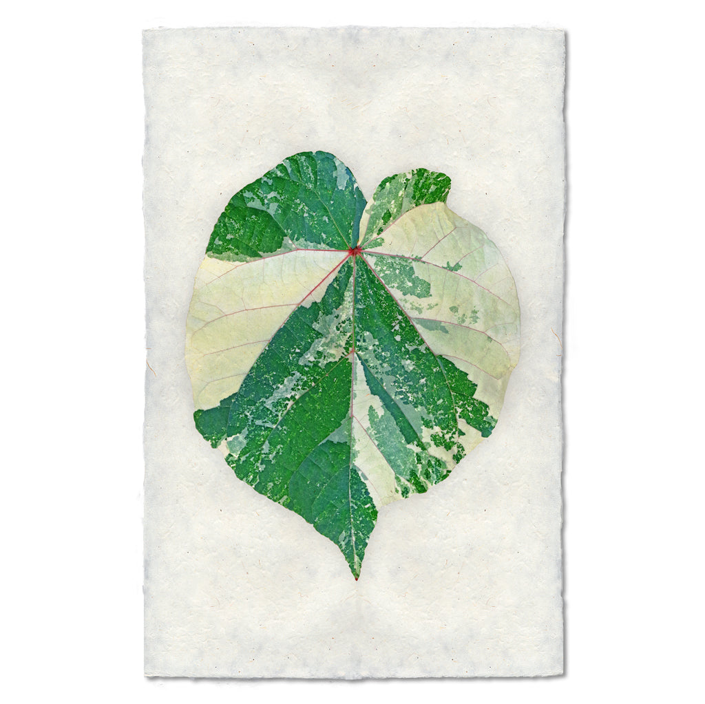 Tropical Leaf #2
