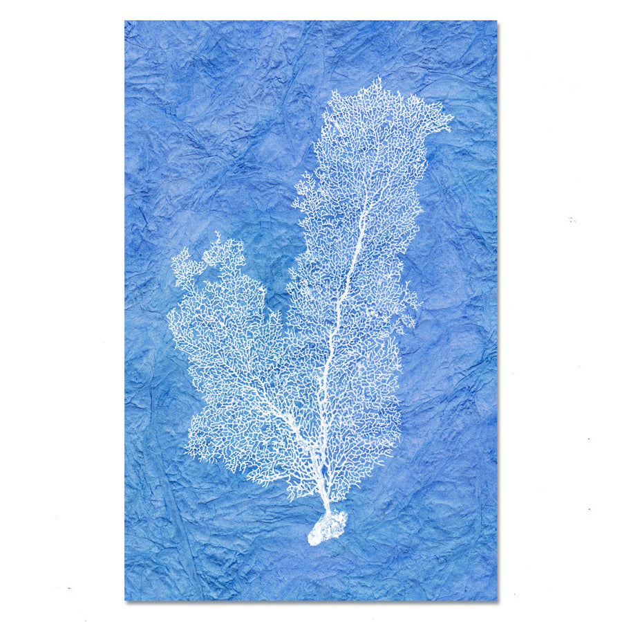 Tall Sea Fan