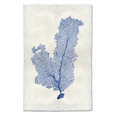 Tall Sea Fan coastal wall art print — fine art coastal photography on handmade paper, San Francisco