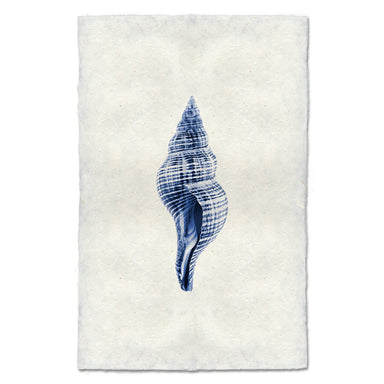 Tulip Shell coastal wall art print — fine art coastal photography on handmade paper, San Francisco