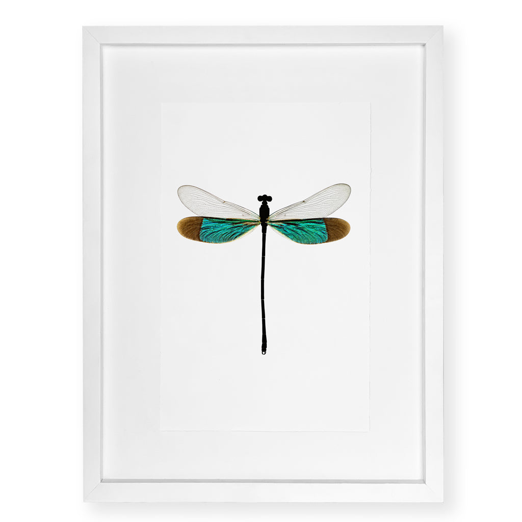 Turquoise Damsel - standard (20x30) / English watercolor / white on white shadowbox