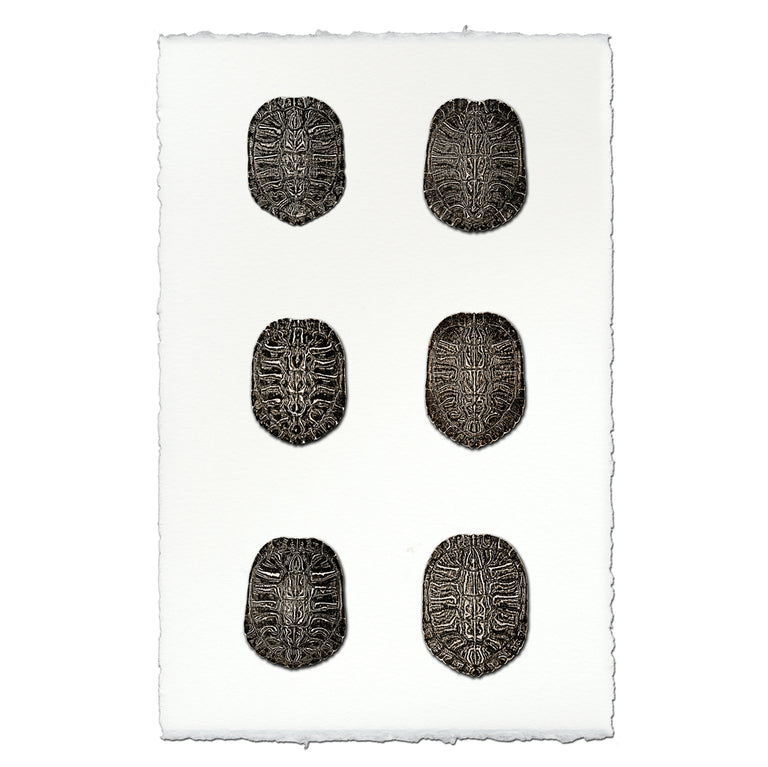 Turtle Shells — BARLOGA STUDIOS- fine photographs on intriguing papers