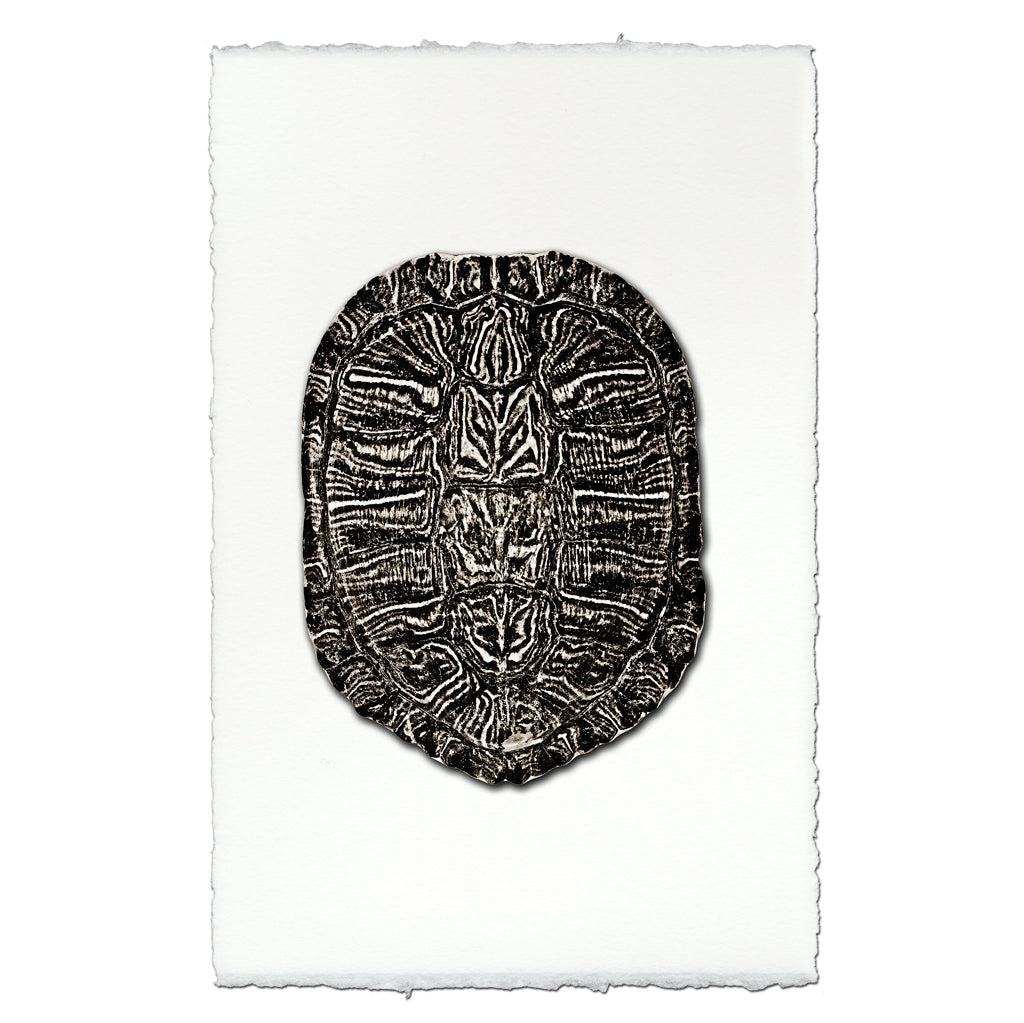 Empty Turtle Shell Drawing