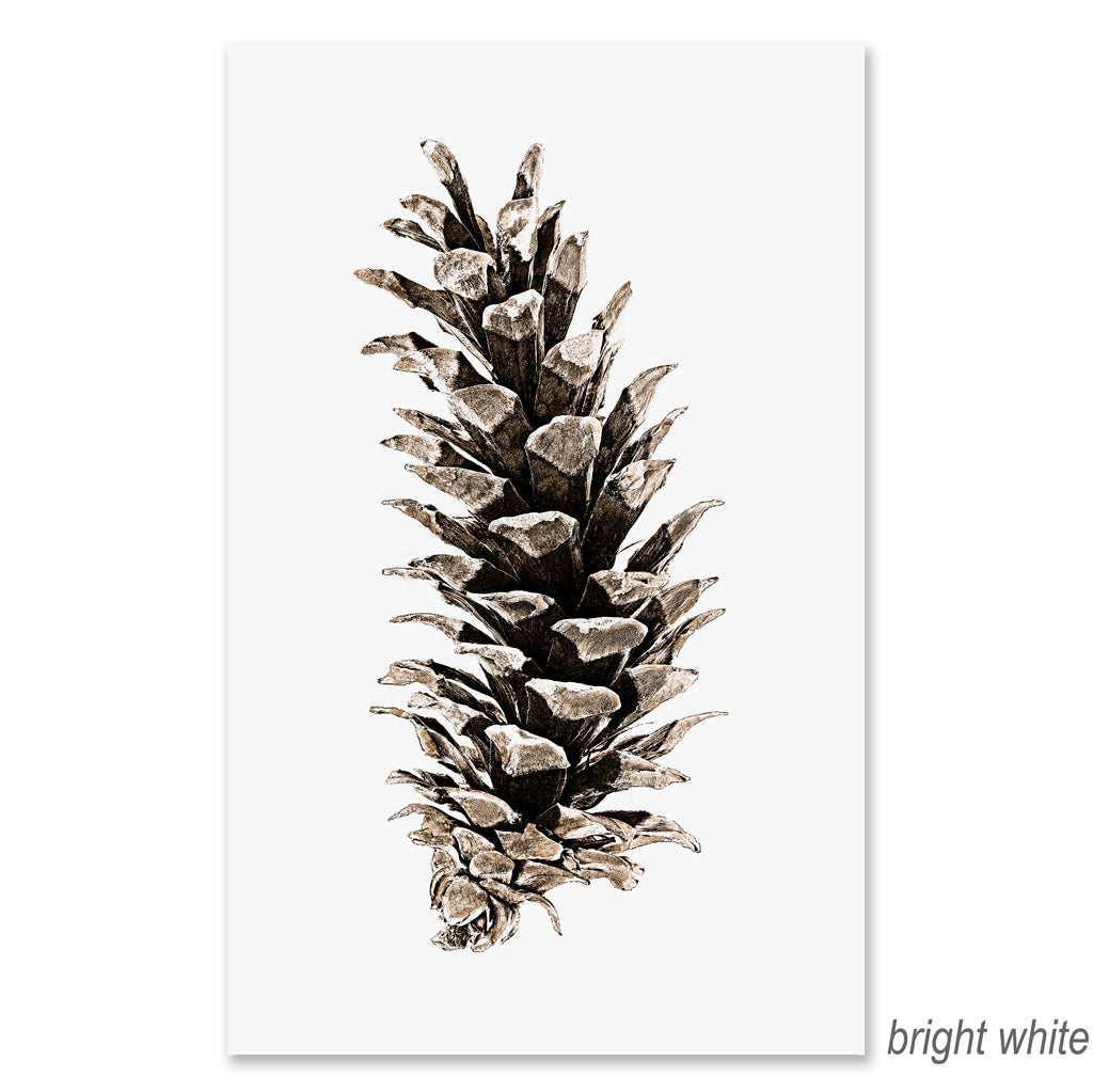 Western White Pine grand format