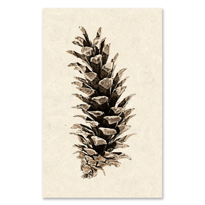 Western White Pine grand format