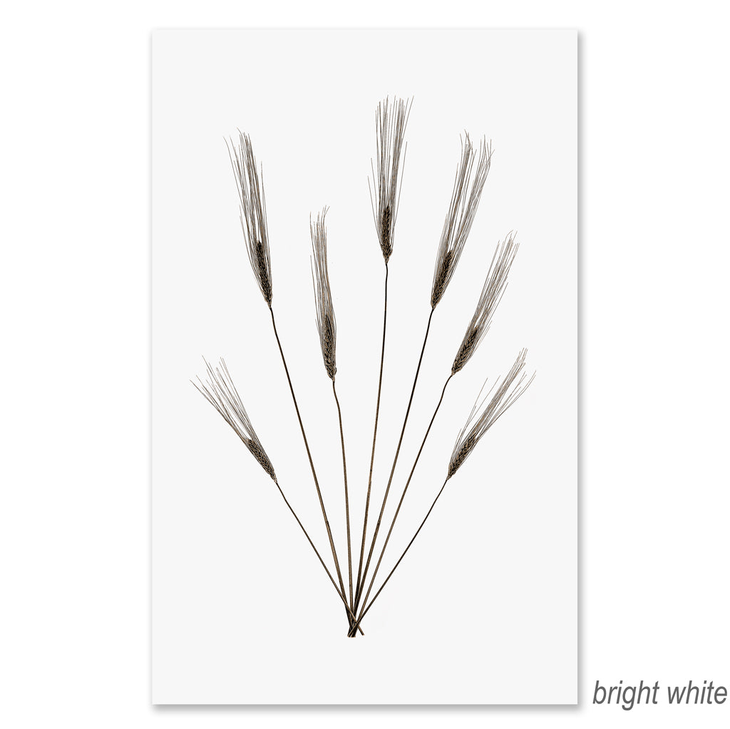 Wheat Form #2 grand format