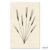 Wheat Form #2 grand format