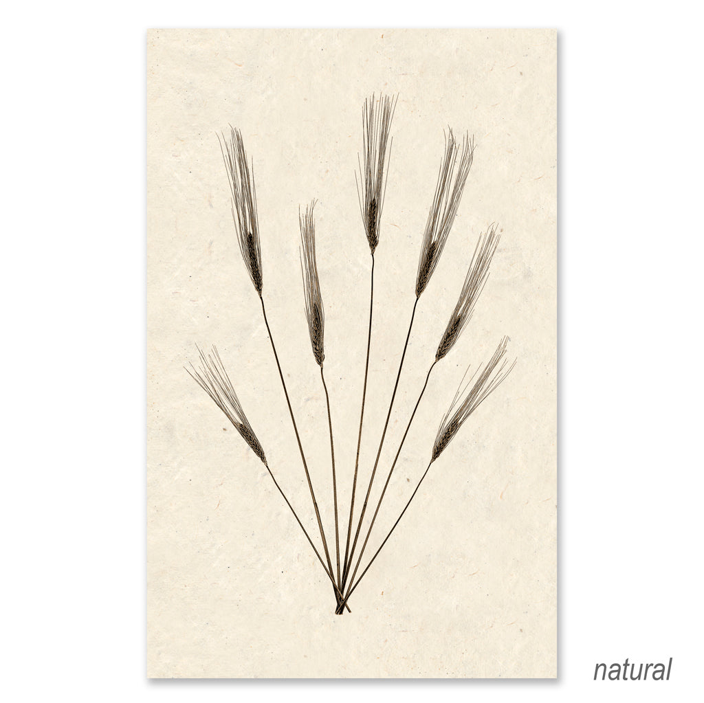 Wheat Form #2 grand format