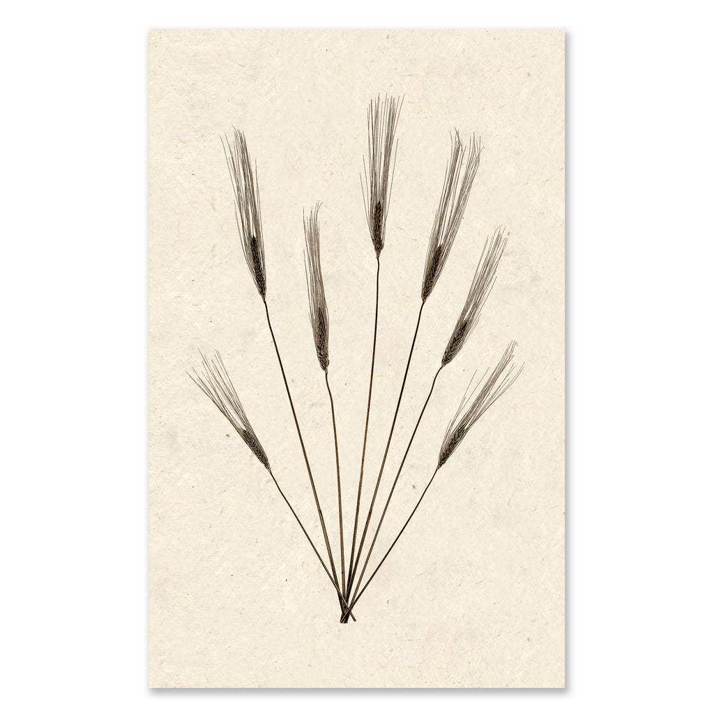 Wheat Form #2 grand format