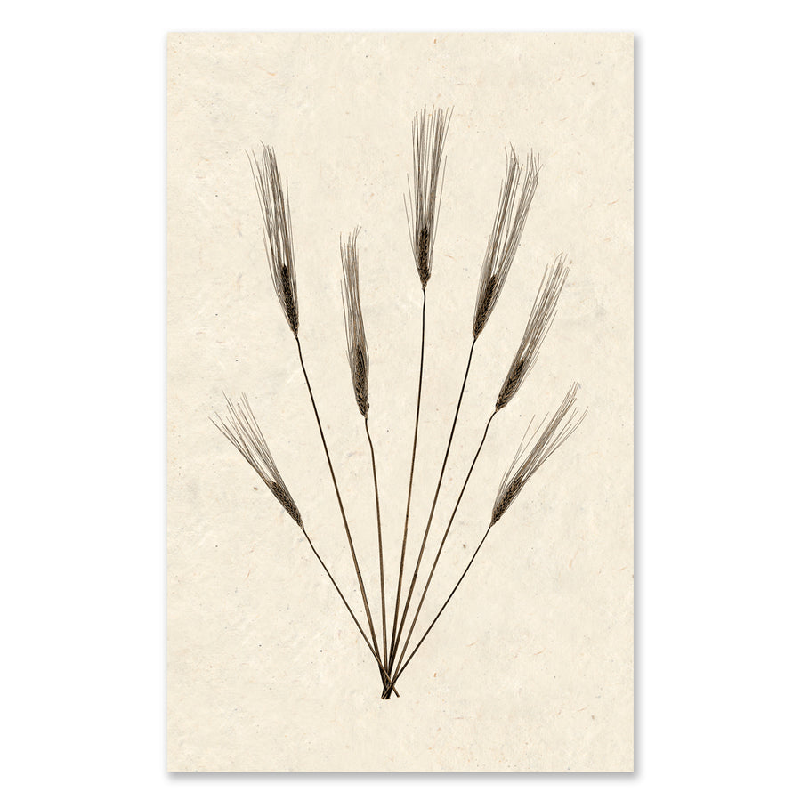 Wheat Form #2 grand format