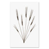 Wheat Form #2 - grand format - 40x60" single sheet rag (White)