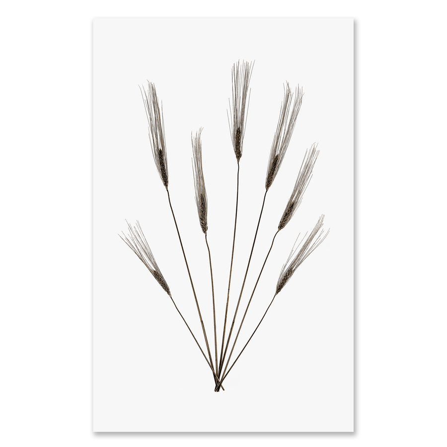 Wheat Form #2 - grand format - 40x60" single sheet rag (White)