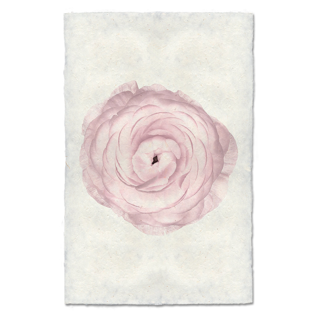 Blush Ranunculus