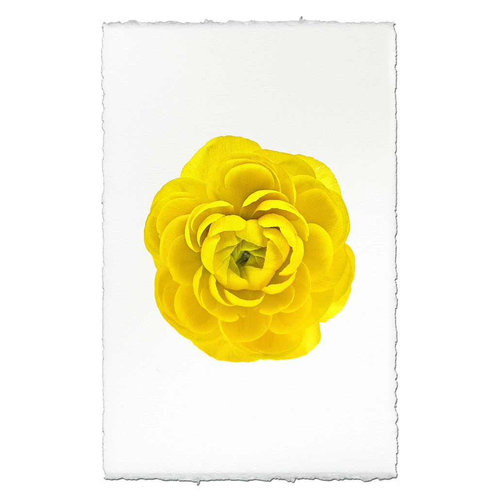 Ranunculus
