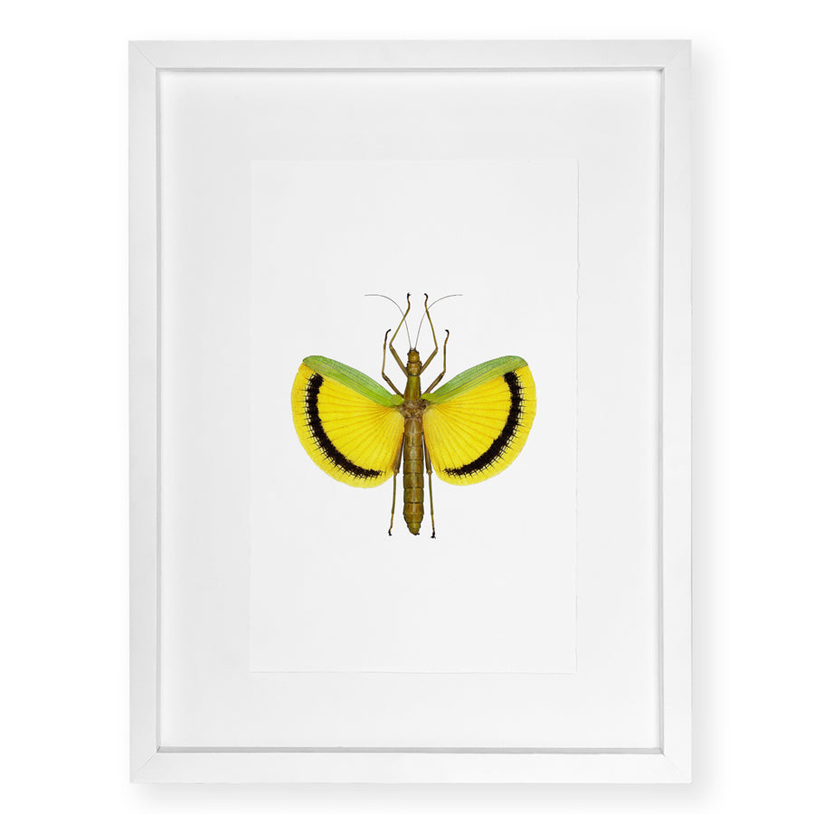Yellow Stick Bug - standard (20x30) / English watercolor / white on white shadowbox