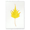 Birch Leaf