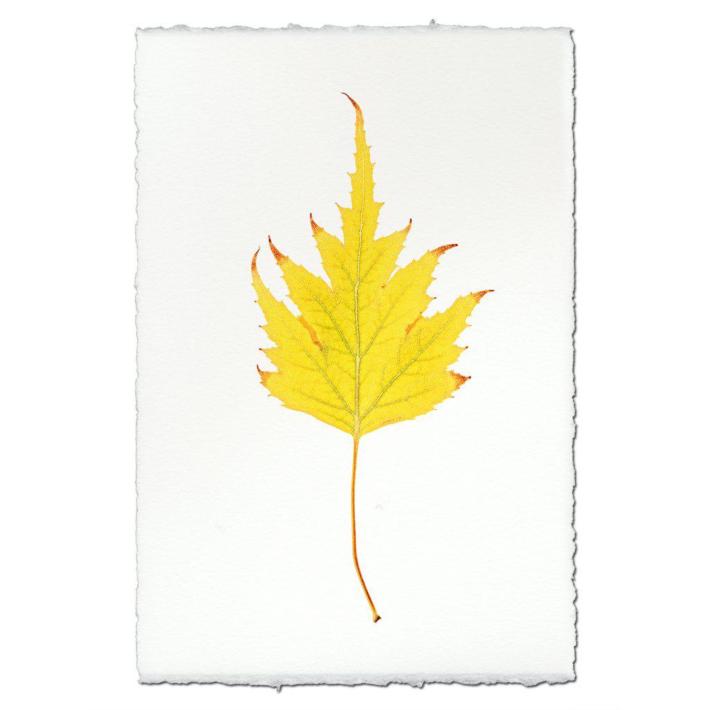 Birch Leaf